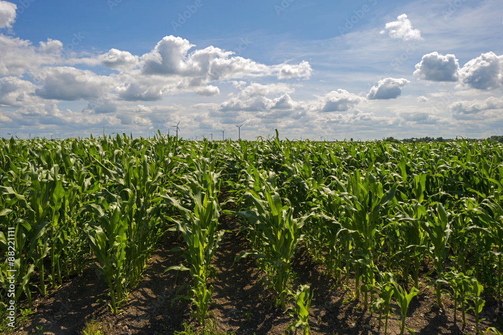 Corn growing on a sunny field in summer