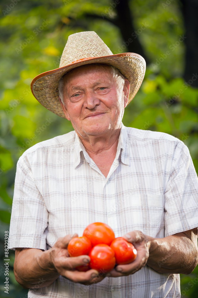 Foto Stock Old man holding tomatoes. The elderly man grows tomatoes in ...