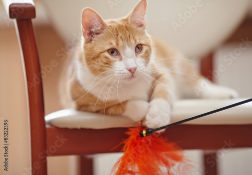 Portrait of a red cat on a chair with a toy.
