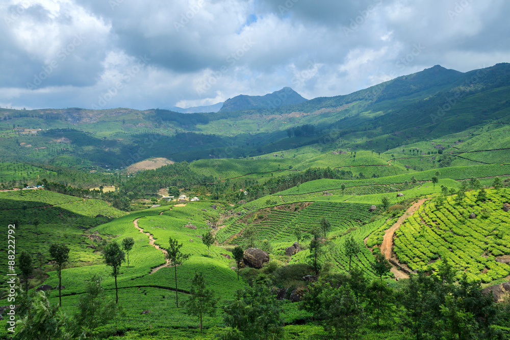 Tea Plantations in Munnar,Kerala,India