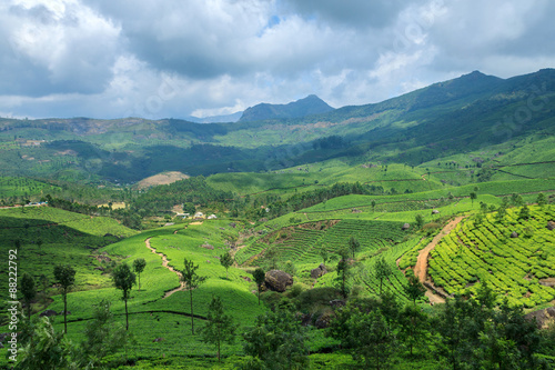 Tea Plantations in Munnar,Kerala,India photo