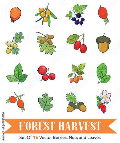 Vector Berries Nuts Element Set Seamless Pattern