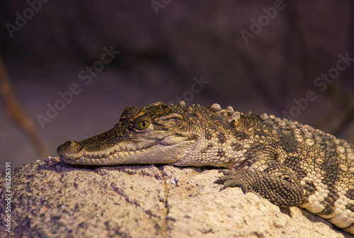 small alligator crocodile reptile resting in nature