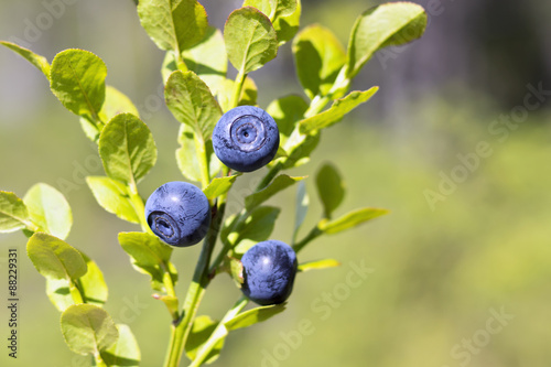 Natural wild huckleberries branch in forest