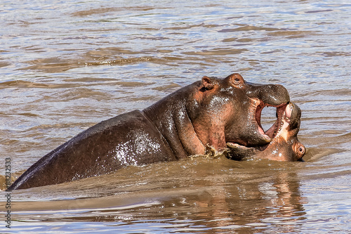 Hippopotamus fighting