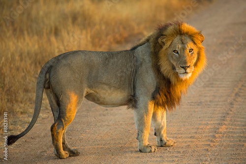Fototapeta Naklejka Na Ścianę i Meble -  Standing Lion 