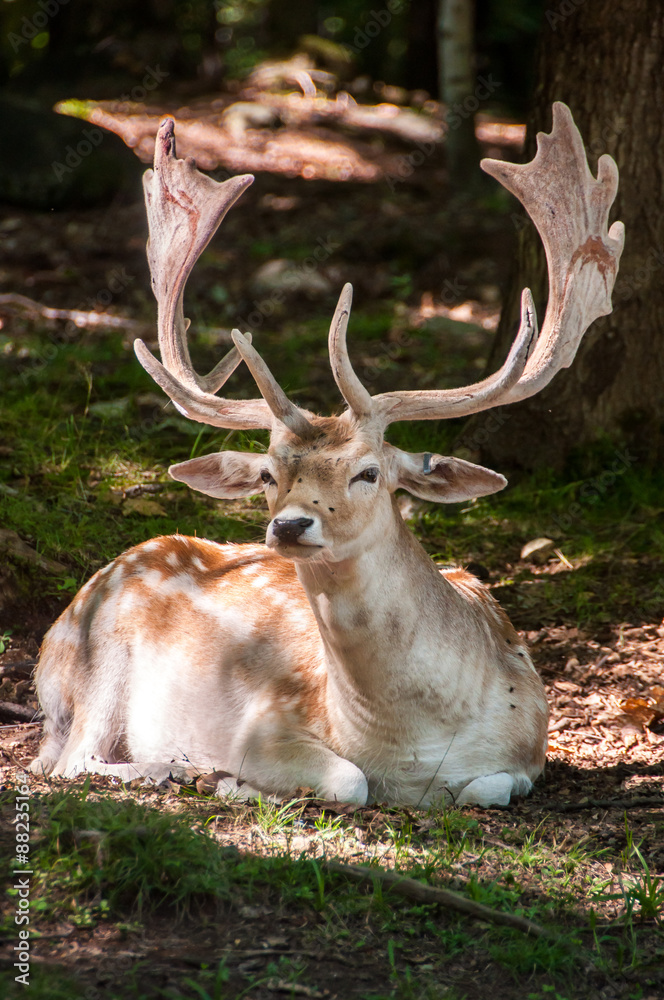 male fallow deer lying on the ground male fallow deer lying on the ground