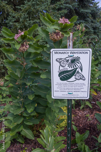 Monarch Butterfly Waystation sign in a garden next Common Milkweed flowers. photo