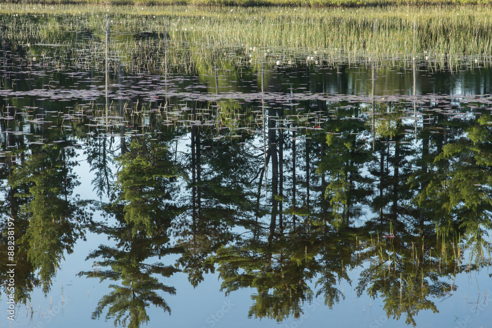White Pine trees are reflected in the mirror-like water of Island Lake in the Upper Peninsula of Michigan. White Pine trees are reflected in the mirror-like water of Island Lake in the Upper Peninsula of Michigan.