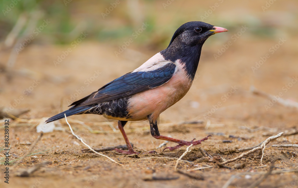 Fototapeta premium Portrait of rare Rosy Starling (Pastor roseus) running