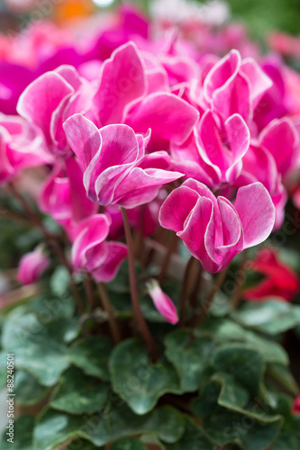 Pink cyclamen
