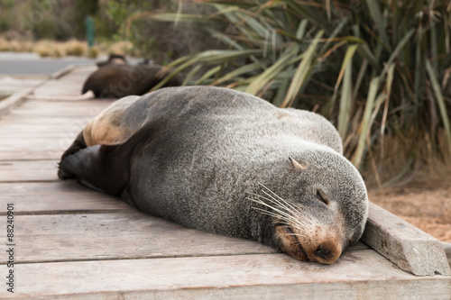 Wild fur seal sleeps on wooden pathway, Kaikoura, New Zealand
