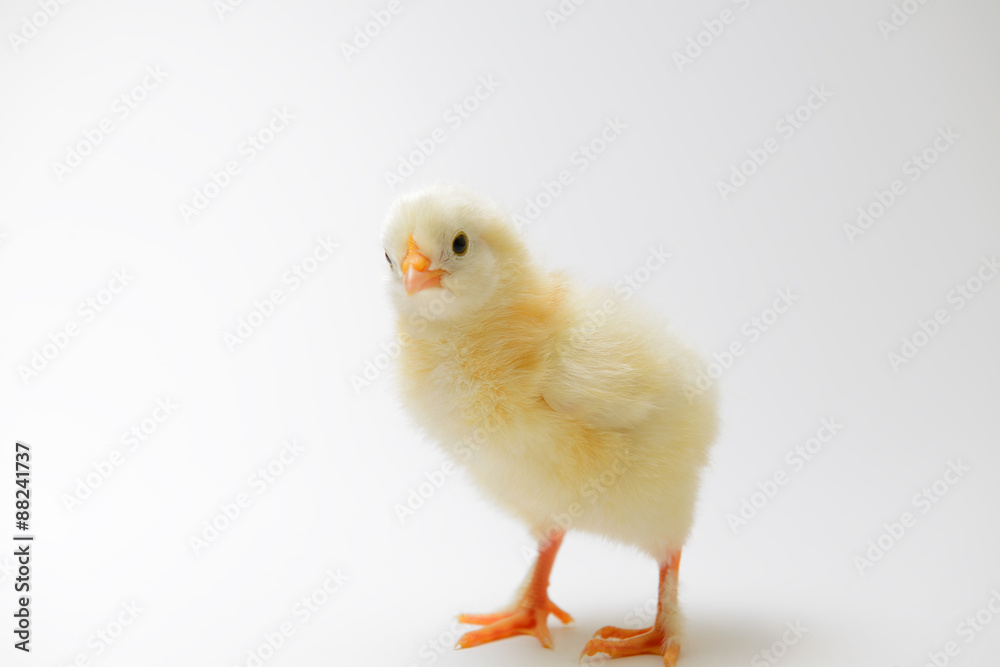 little chick in front of bright background little chick in front of bright background