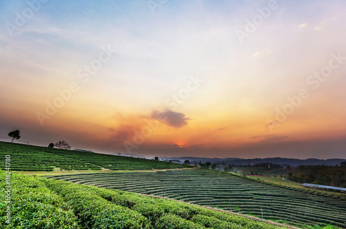 Fototapeta Naklejka Na Ścianę i Meble -  Sunset view of tea plantation landscape