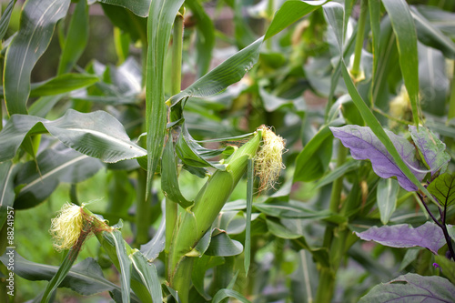 とうもろこし畑