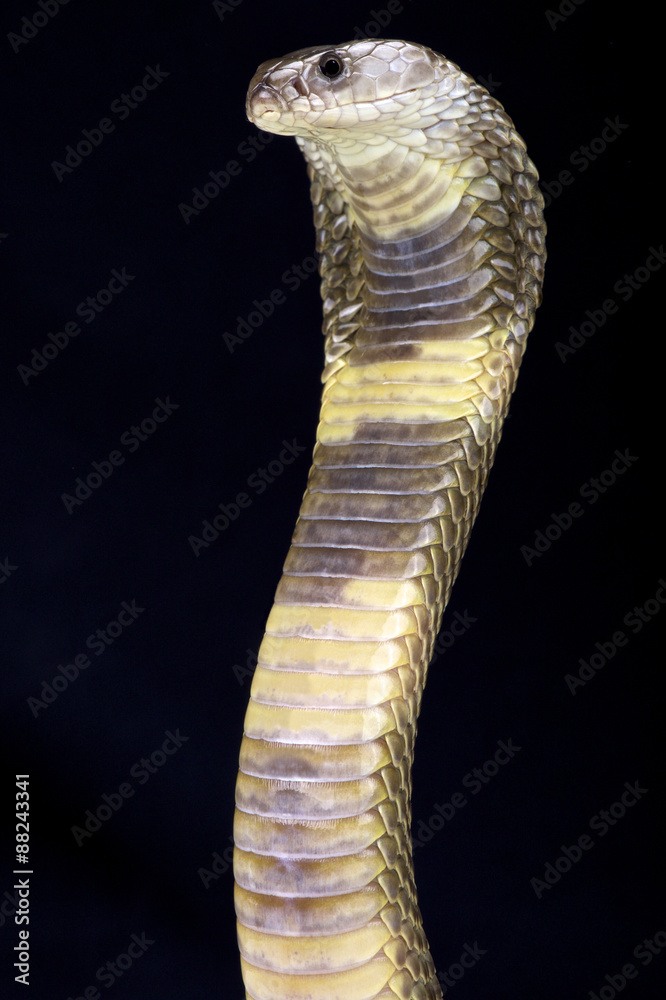 Fototapeta premium Oxus cobra (Naja oxiana)