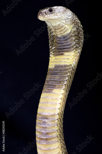 Oxus cobra (Naja oxiana)