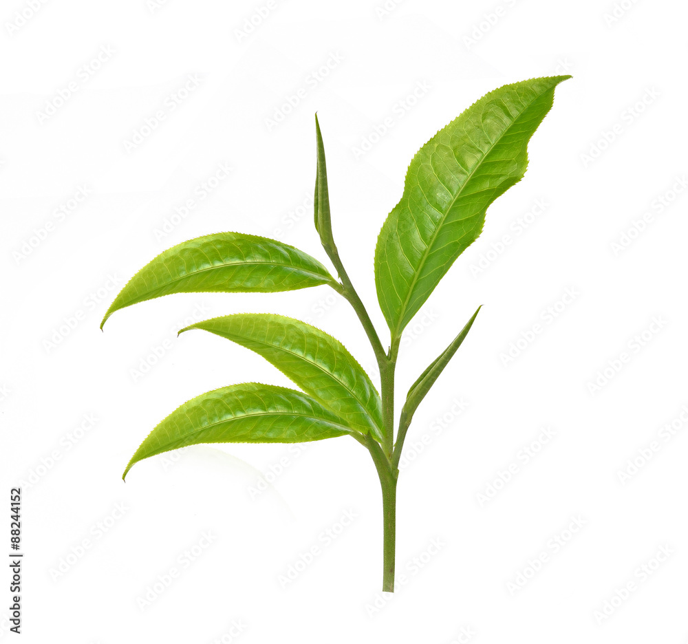 Fototapeta premium Green tea leaf,Dried Tea Leaves in Wooden Bowls, Isolated on whi