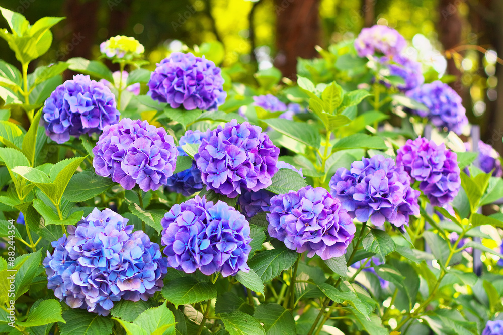 The blue purple hydrangea flowers The blue purple hydrangea flowers