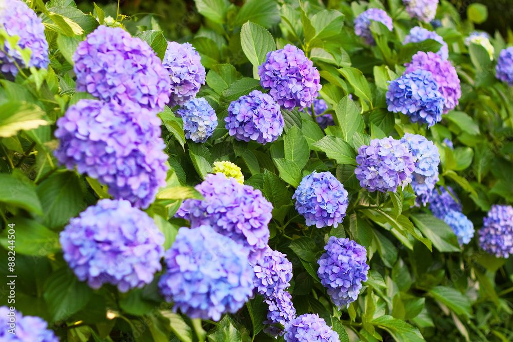 The blue purple hydrangea flowers The blue purple hydrangea flowers