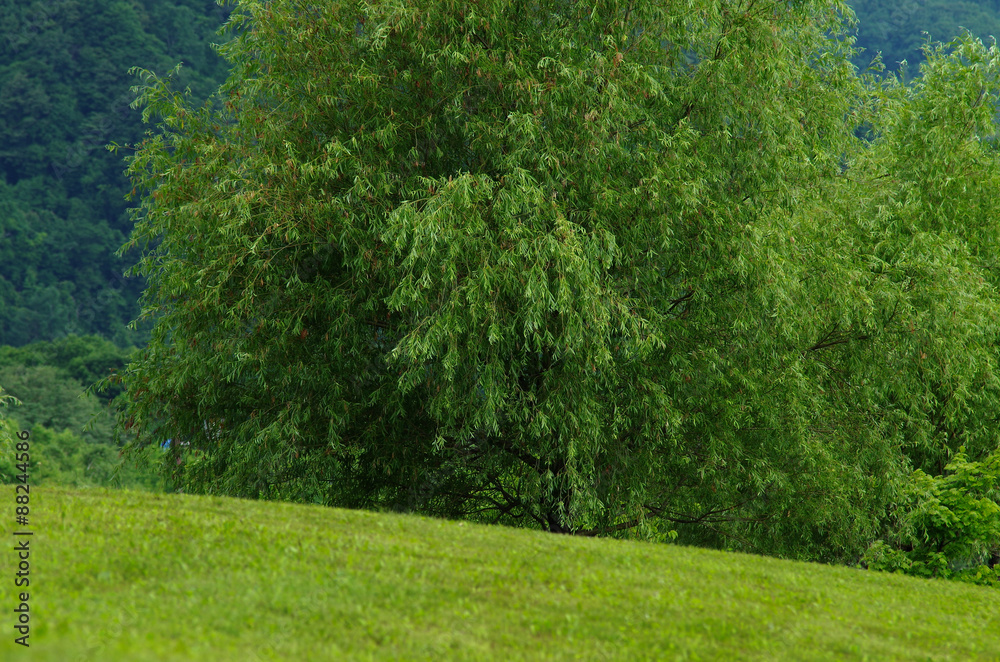 Obraz premium 公園の木