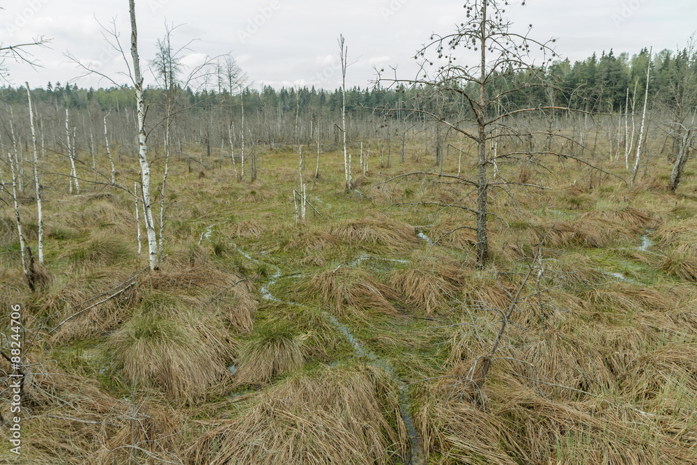 Fototapeta premium old swamp