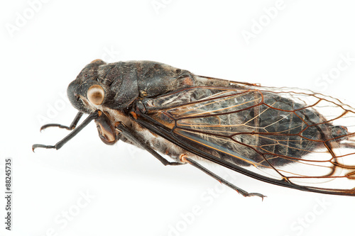 Cicada © Steve Lovegrove