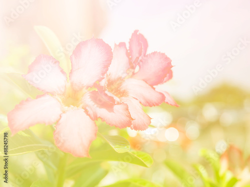 Abstract Blurry of Flower and colorful background. Beautiful flowers made with colorful filters. © monrudee