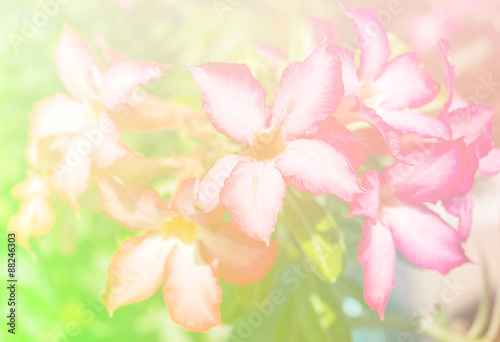 Abstract Blurry of Flower and colorful background. Beautiful flowers made with colorful filters. © monrudee