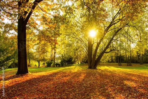 Herbst - Gegenlicht