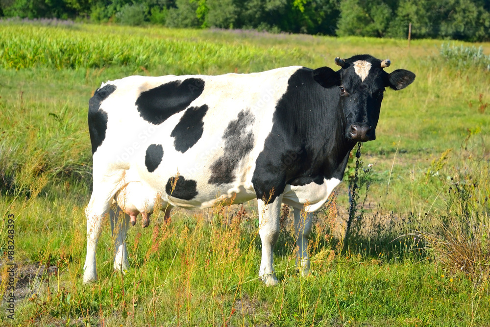 Cow on meadow. Cow on meadow.