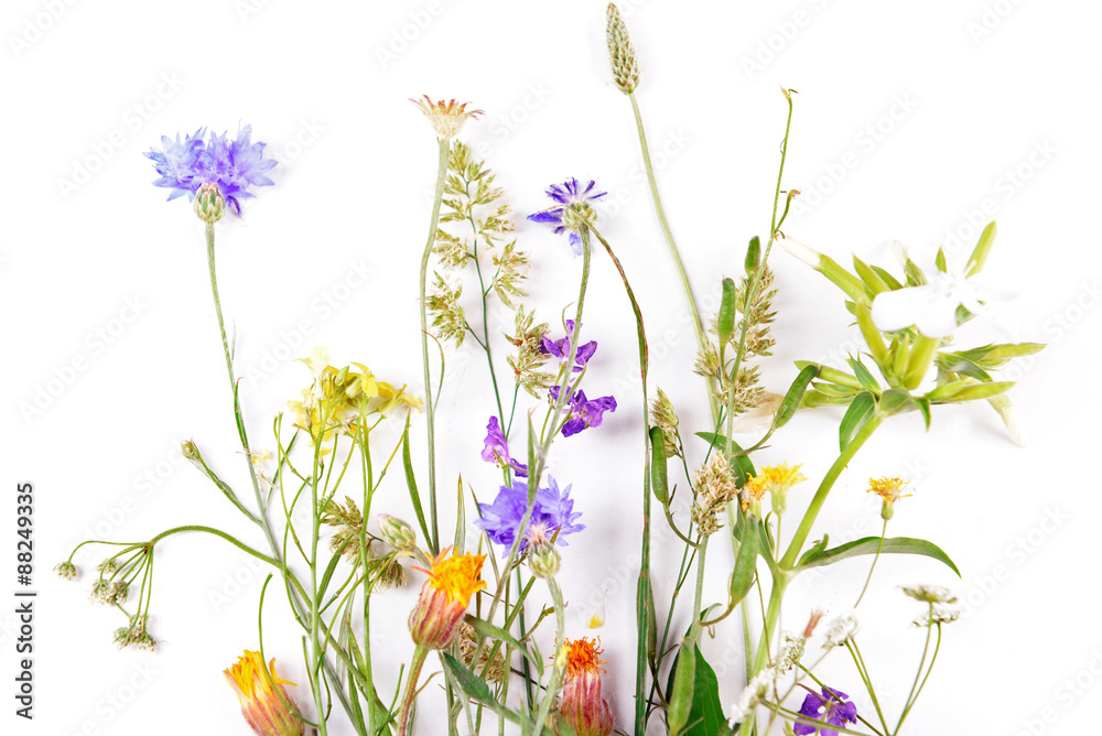 Naklejka premium Wildflowers isolated on white