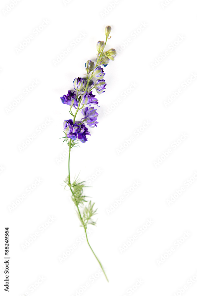 Wildflower isolated on white