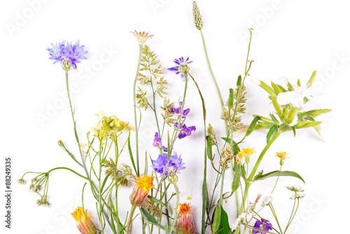 Wildflowers isolated on white