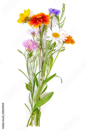 Wildflowers isolated on white