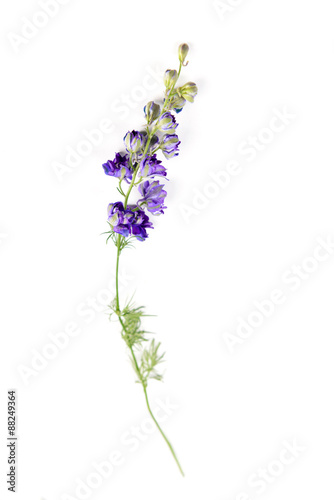 Wildflower isolated on white