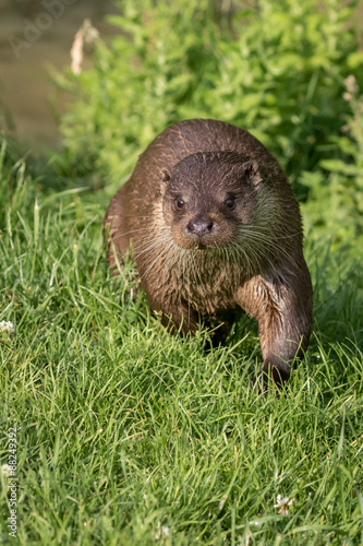 Otter running on grass.
