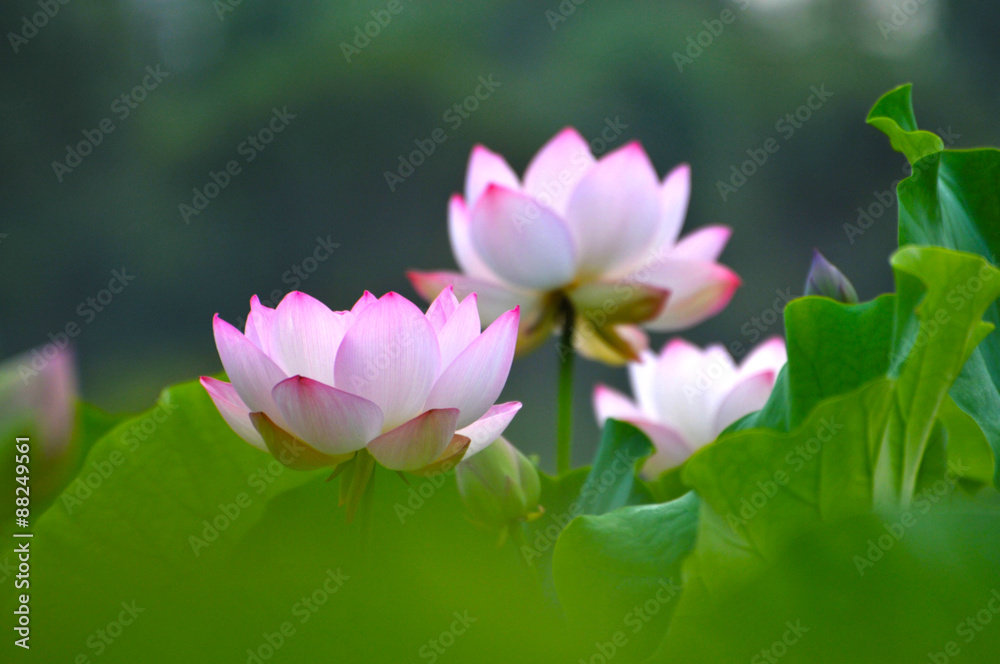 Blossom pink lotus flowers
