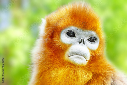 Cute golden Snub-Nosed Monkey in his  natural habitat of wildlif photo