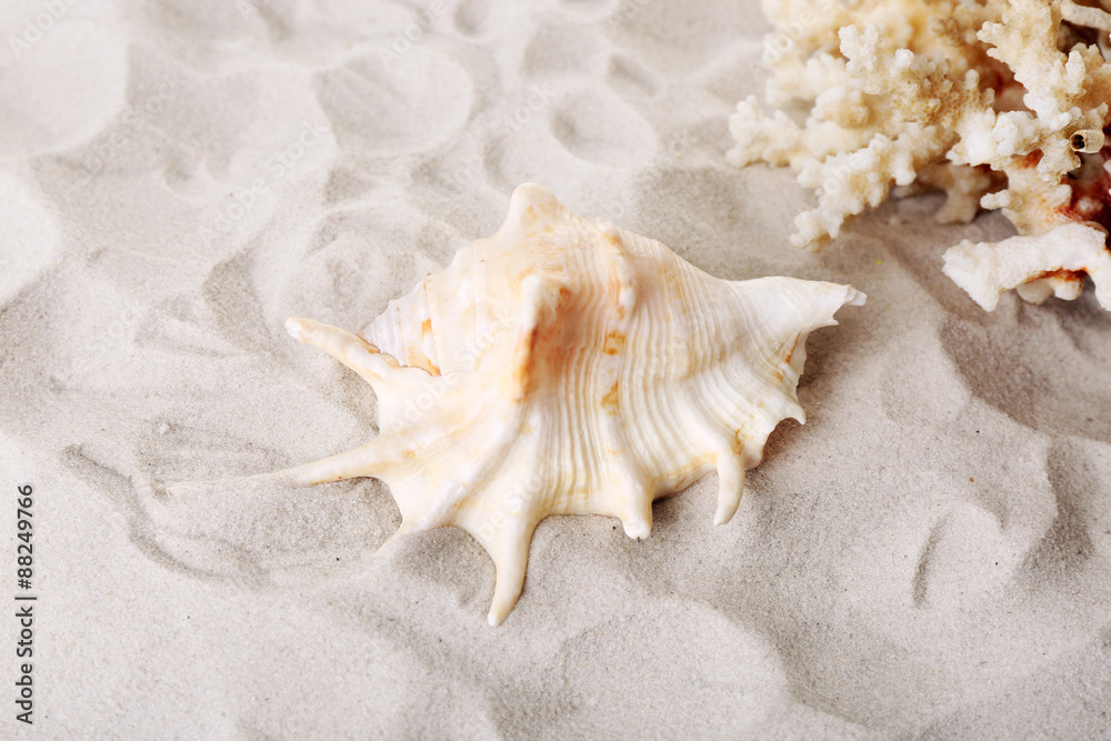 Beautiful seashells on sand background Beautiful seashells on sand background