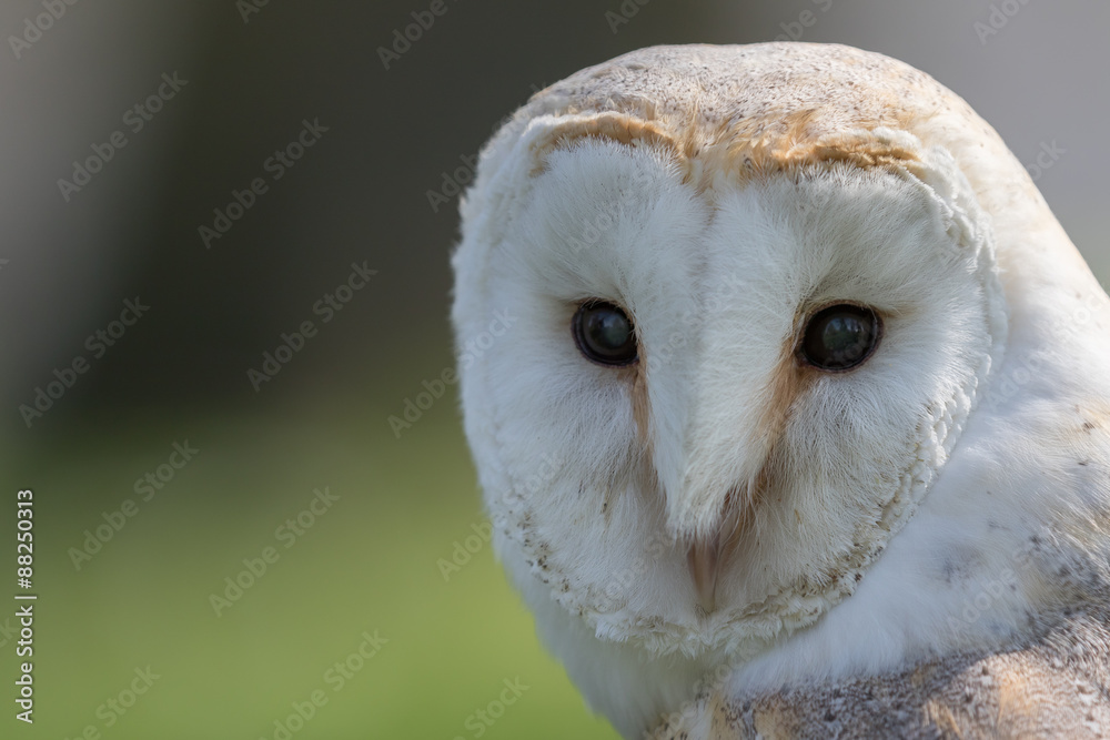 Obraz premium Barn owl head shot, close up with green background.