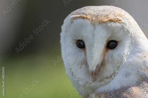 Barn owl head shot, close up with green background.