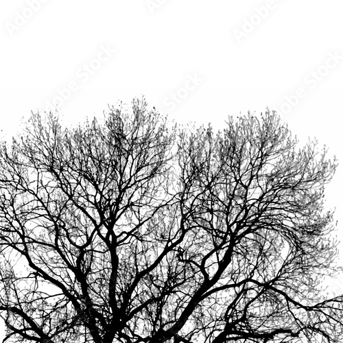 Silhouette of tree