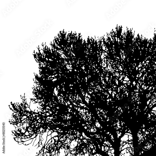 Silhouette of tree