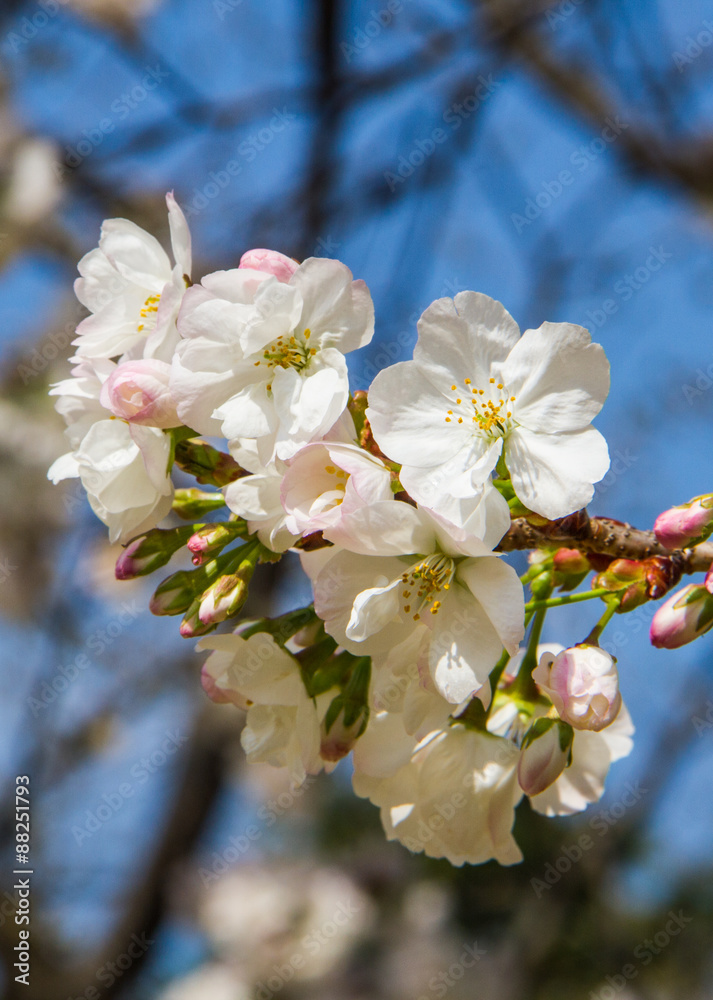 Fototapeta premium White sakura