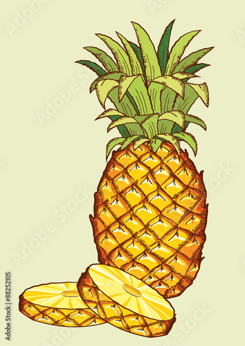 Pineapple fruit.Vector fresh isolated for design