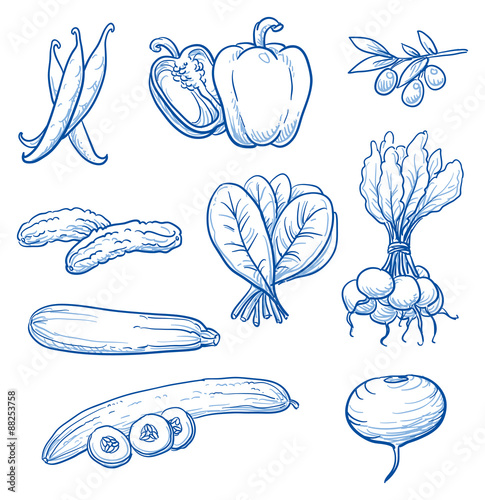 Set of fresh vegetables: beans, paprika, olive, gherkins, cucumber, spinach, radish, turnip. Hand drawn doodle vector illustration.