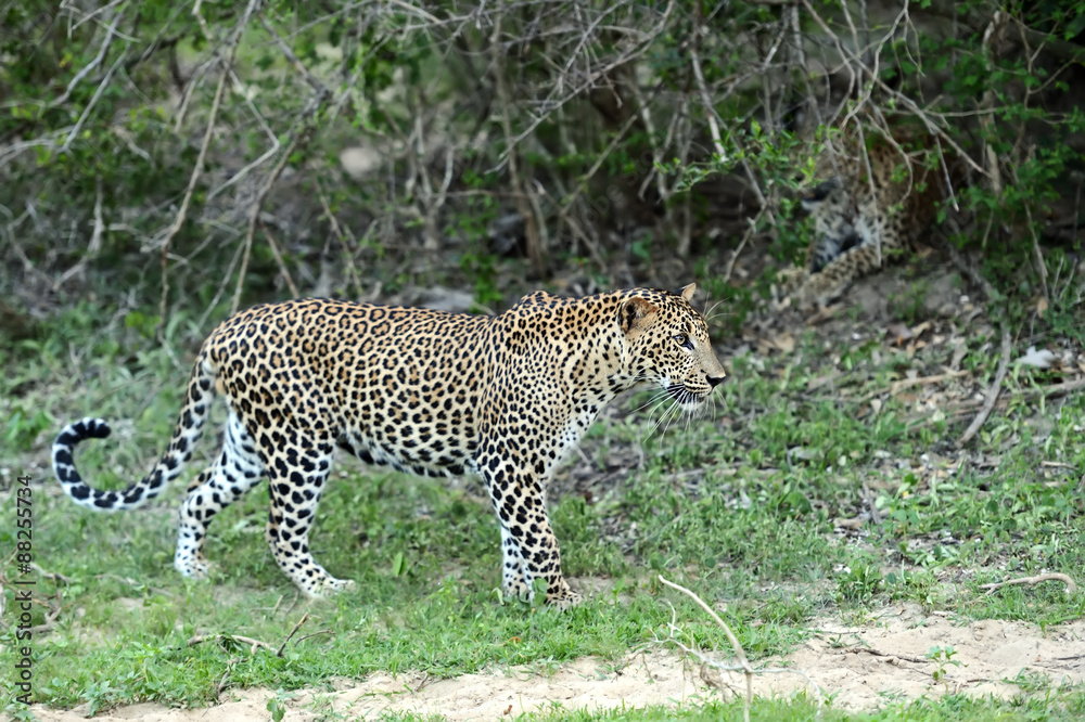 Leopard