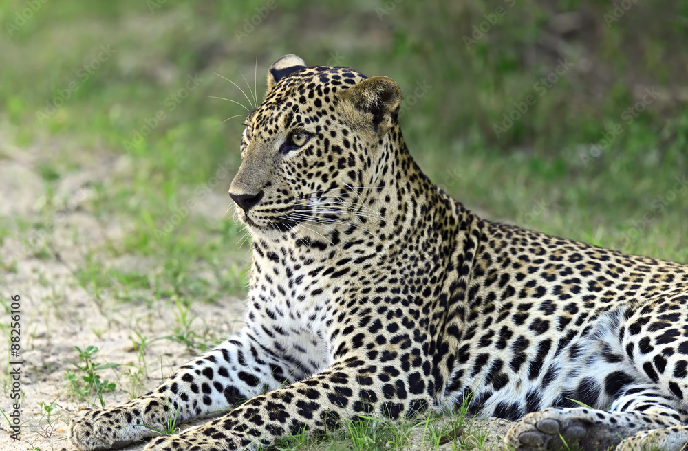 Leopard Leopard