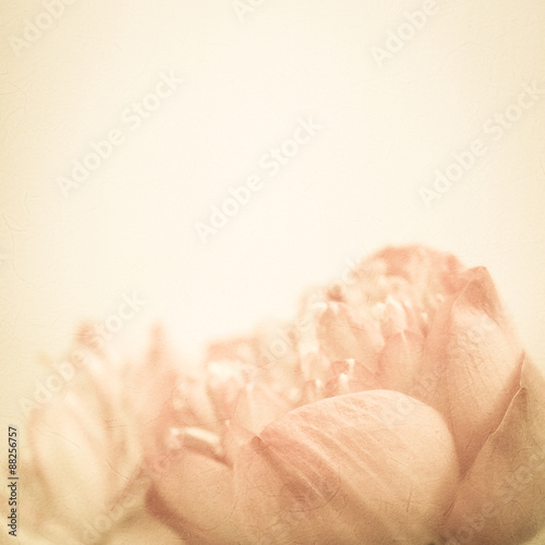 sweet color lotus in soft color and blur style on mulberry paper texture 